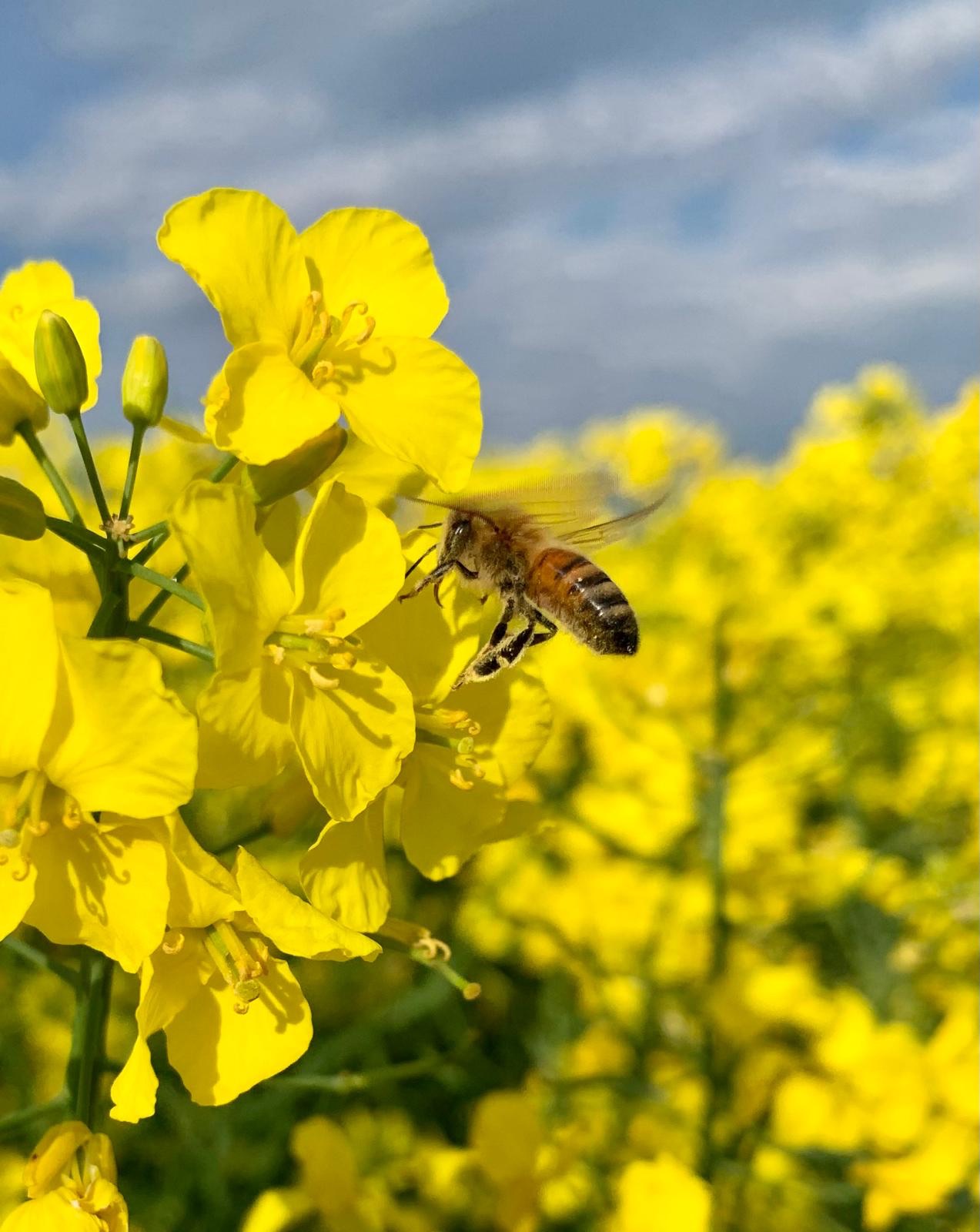 Fassöl Rapsöl im Mini-Fass