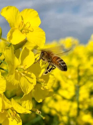 Kaltgepresstes Rapsöl (Bag in Box)