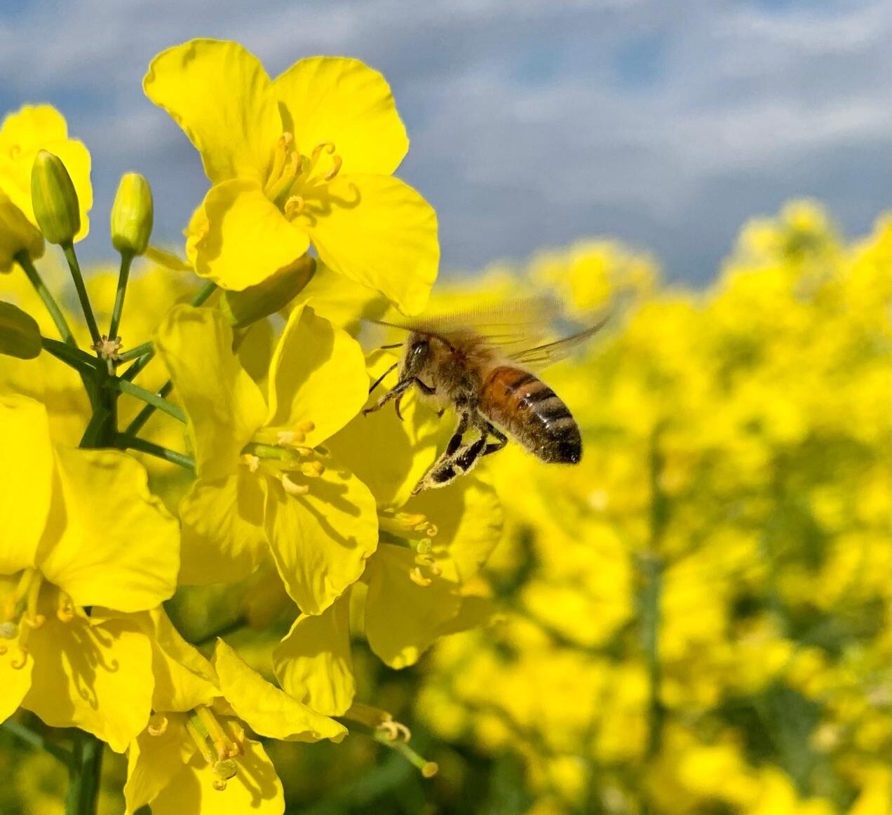 Kaltgepresstes Rapsöl (Bag in Box)