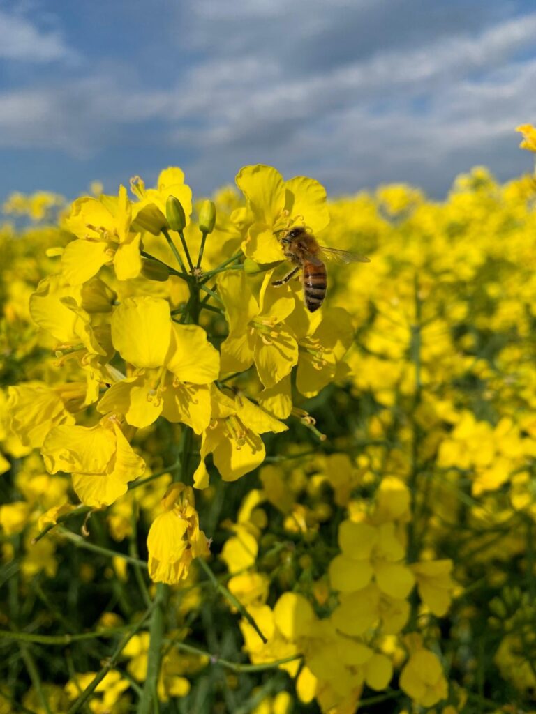 Kaltgepresstes Rapsöl