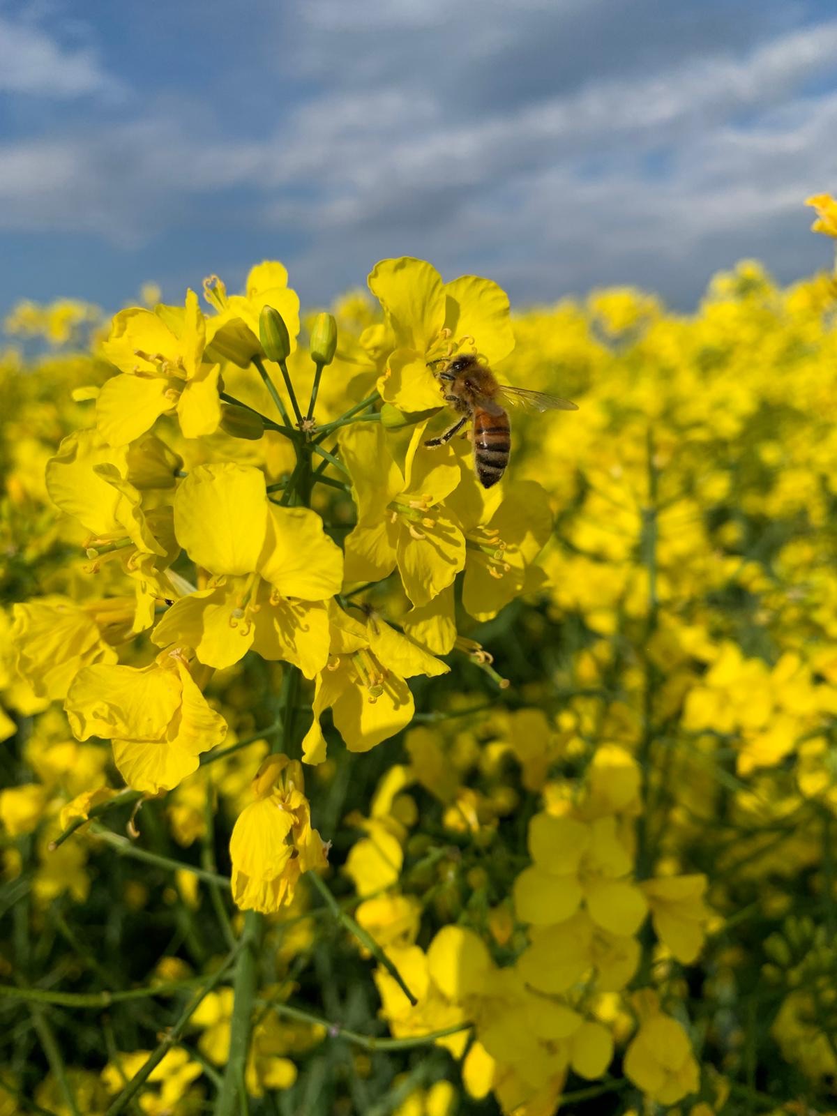 Rapsöl Kaltgepresst