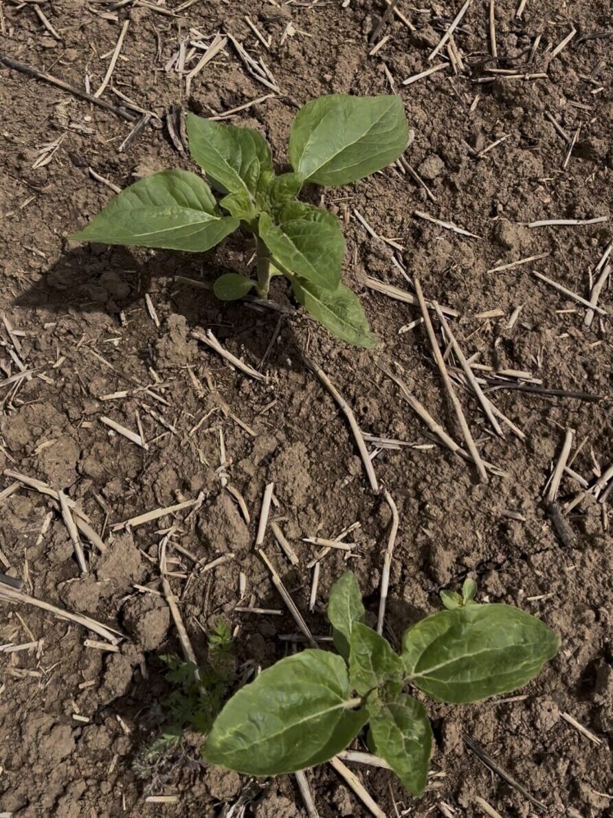 Sonnenblumenöl Kaltgepresst