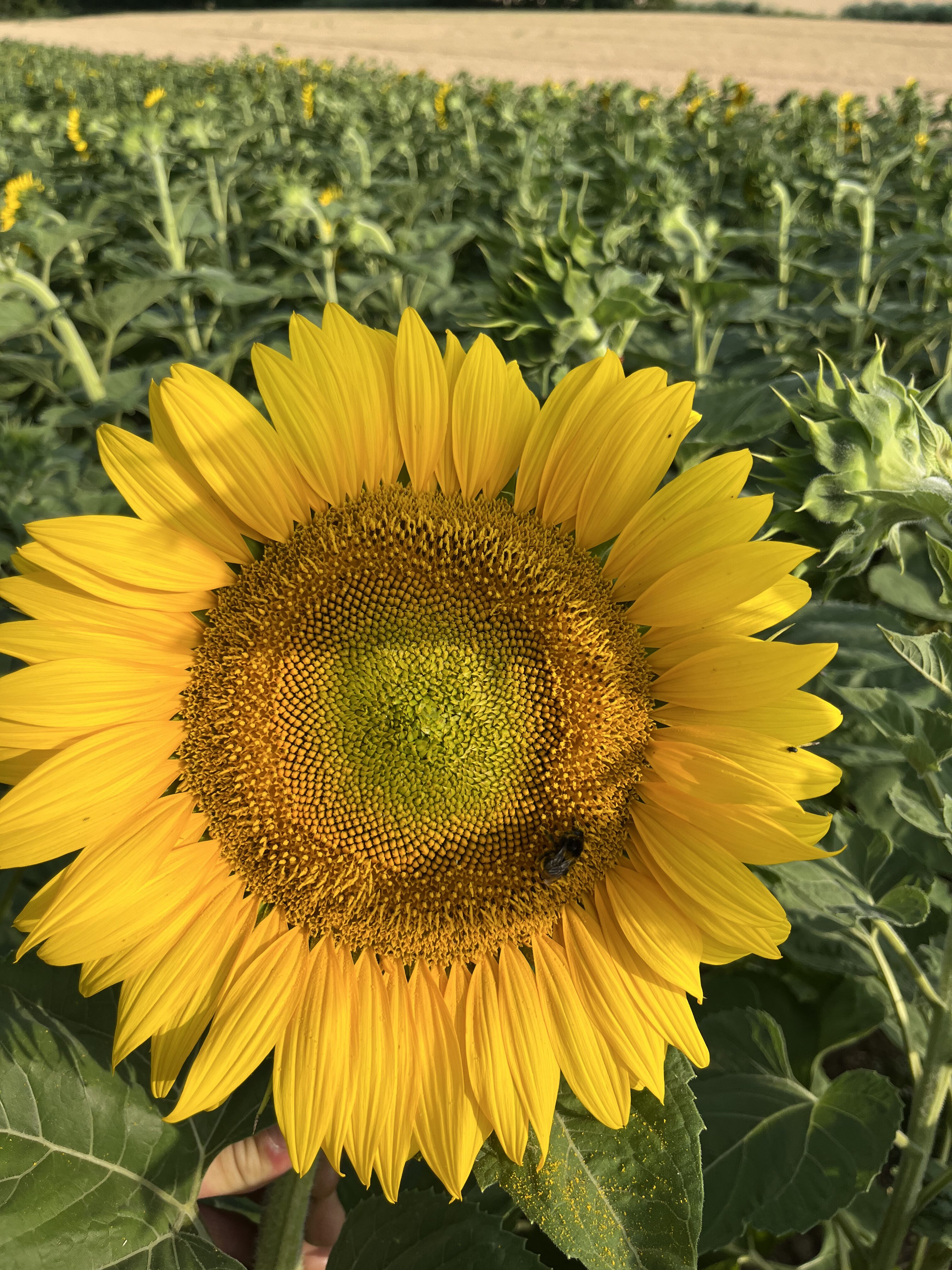 Sonnenblumenöl Kaltgepresst